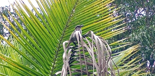Streaked Flycatcher
