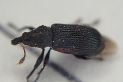 Magdalis ruficornis