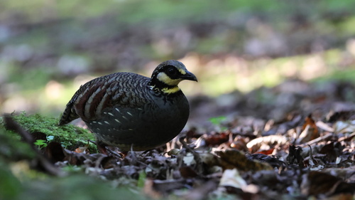Arborophila crudigularis, 2026-10-20