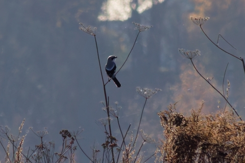 iNaturalist image
