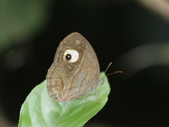 Mycalesis junonia