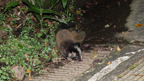 Paguma larvata observed 2026-10-20