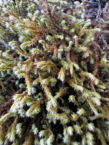 Hedwigia ciliata observed 2026-10-19