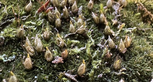 Diphyscium foliosum observed 2026-10-19
