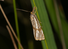 Thisanotia chrysonuchella