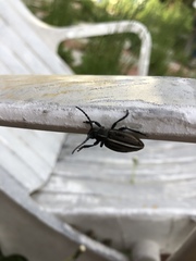 Dorcadion holosericeum