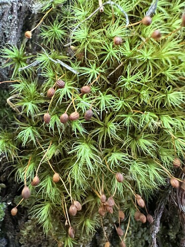 Bartramia pomiformis observed 2026-10-19