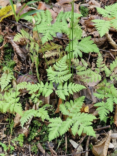 Gymnocarpium dryopteris observed 2026-10-20