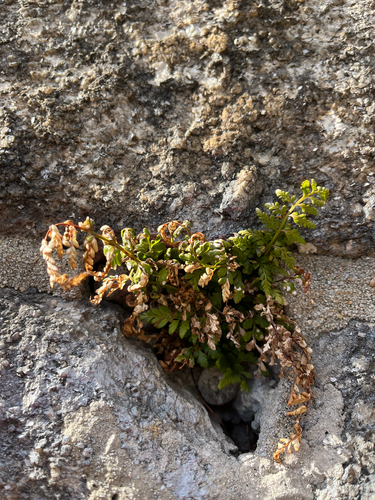 Asplenium obovatum, 2026-10-20