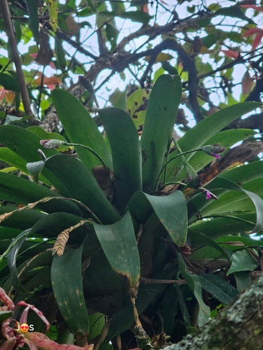 Tillandsia complanata, 2026-10-20
