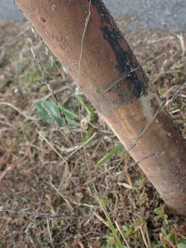 Panicum dichotomiflorum observed 2026-10-20