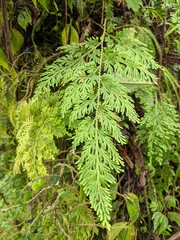 Selaginella involvens