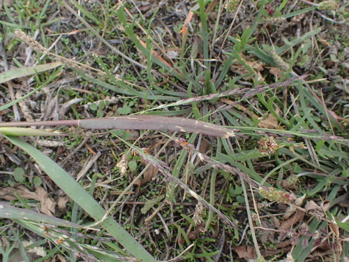 Panicum dichotomiflorum observed 2026-10-20