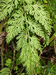 Selaginella involvens
