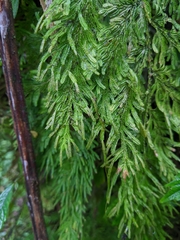 Selaginella involvens