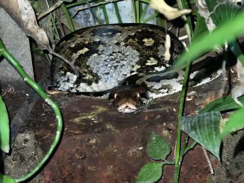 Python molurus, 2026-10-20
