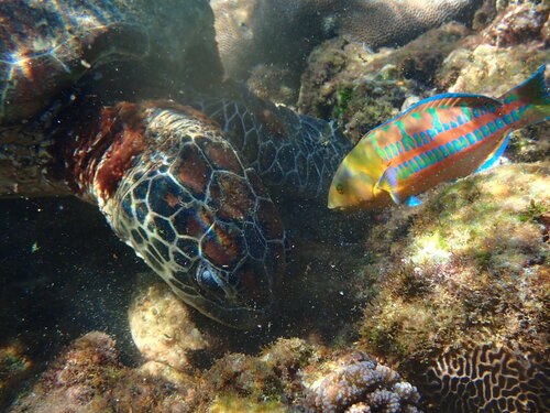Thalassoma trilobatum observed 2026-10-17