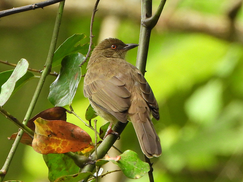 Pycnonotus brunneus observed 2021-01-09