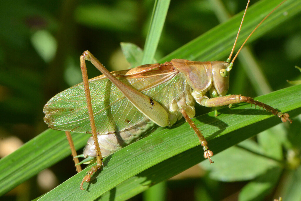 Esperanza verde de arbustos