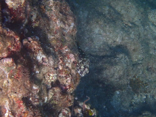 Cirrhitus pinnulatus observed 2026-10-17