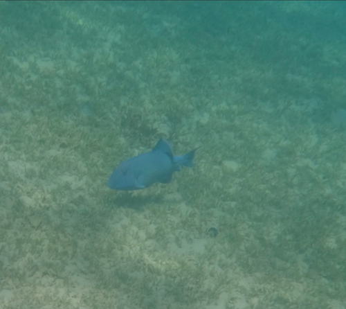 Pseudobalistes fuscus observed 2026-10-20