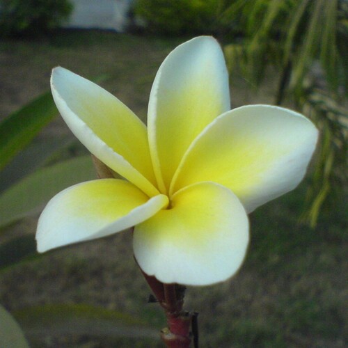 Plumeria rubra forma lutea (Ruiz & Pav.) Woodson