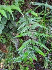 Asplenium cuneatiforme