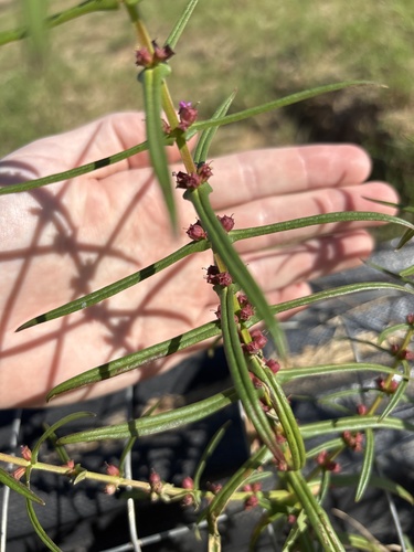 Ammannia observed 2026-10-20