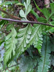Asplenium cuneatiforme