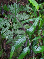 Asplenium cuneatiforme