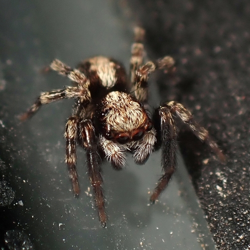 House Jumping Spider