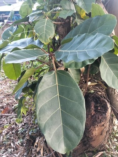 Ficus lutea observed 2026-10-20