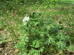 Anemonastrum crinitum