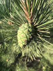 Pinus tabuliformis