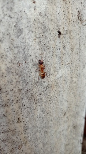 Camponotus festinatus
