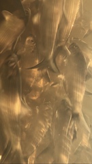 Alosa pseudoharengus