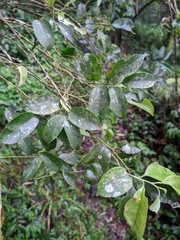 Ilex ficoidea