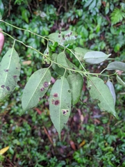 Ilex ficoidea