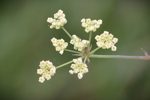 Tiedemannia filiformis, 2026-10-18