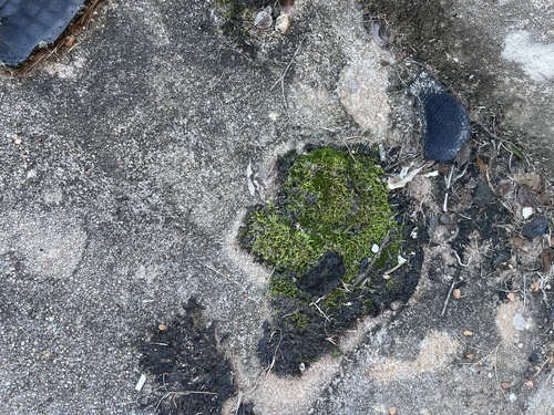 Grimmia laevigata observed 2026-10-20