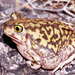 Couch's Spadefoot - Photo (c) tom spinker, some rights reserved (CC BY-NC-ND)