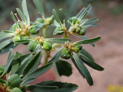 Squareseed Spurge