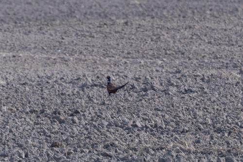 Ring-necked Pheasant
