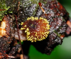 Neobarya agaricicola