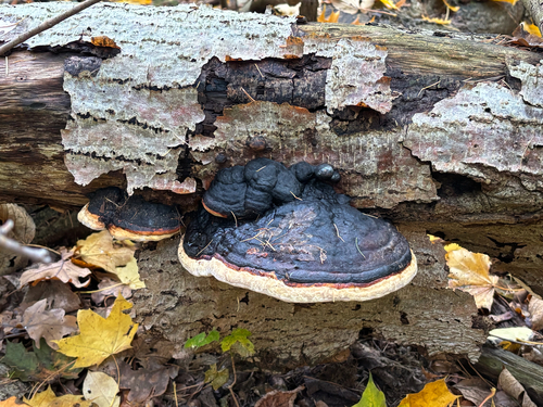 Red-banded Polypore