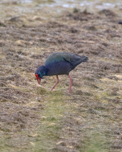 iNaturalist image