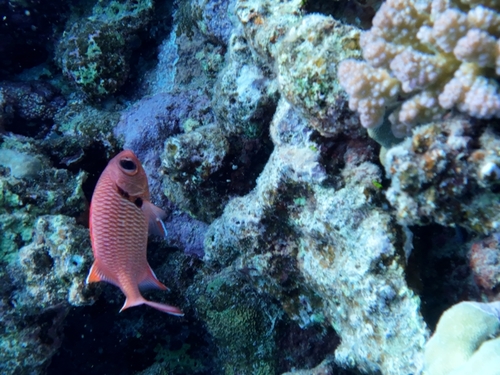 Myripristis murdjan observed 2026-10-12