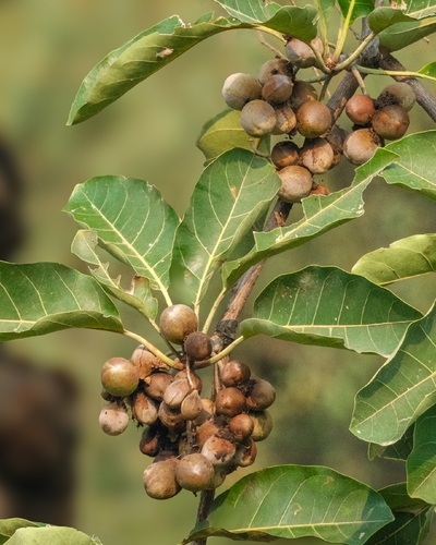 Terminalia bellirica observed 2026-10-17