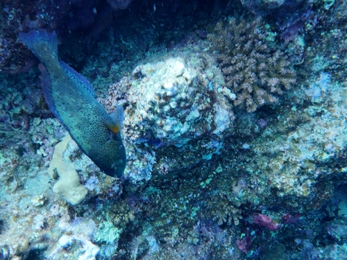 Calotomus viridescens observed 2026-10-12