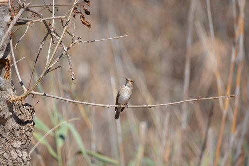 iNaturalist image